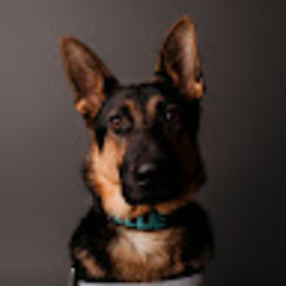 elliedawg22
